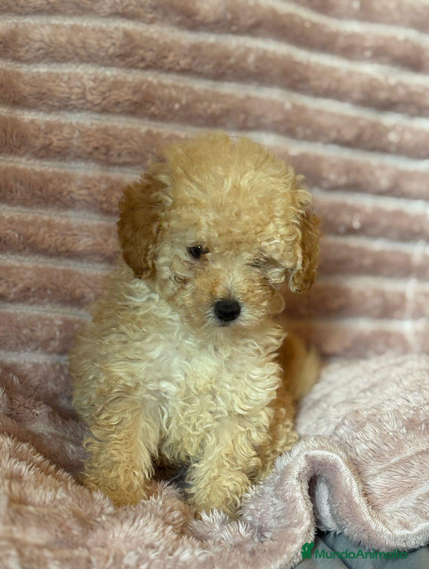 Caniche Toy perros en venta: Últimos machitos caniche toy apricot  - Anuncio 4