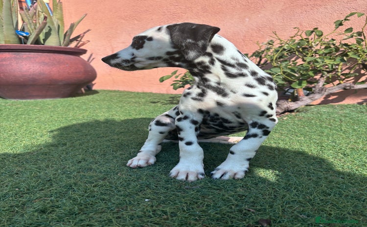 Dálmata perros - Anuncio 1