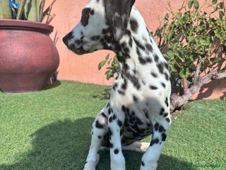 Dálmata perros - Anuncio 4