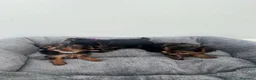 Yorkshire Terrier perros en venta: PRECIOSAS CACHORRAS DE YORKSHIRE TERRIER 🐾 - Anuncio 2
