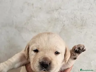 Labrador Retriever perros Reserva el tuyo! Preciosos labradores retriever en Málaga - Anuncio 1