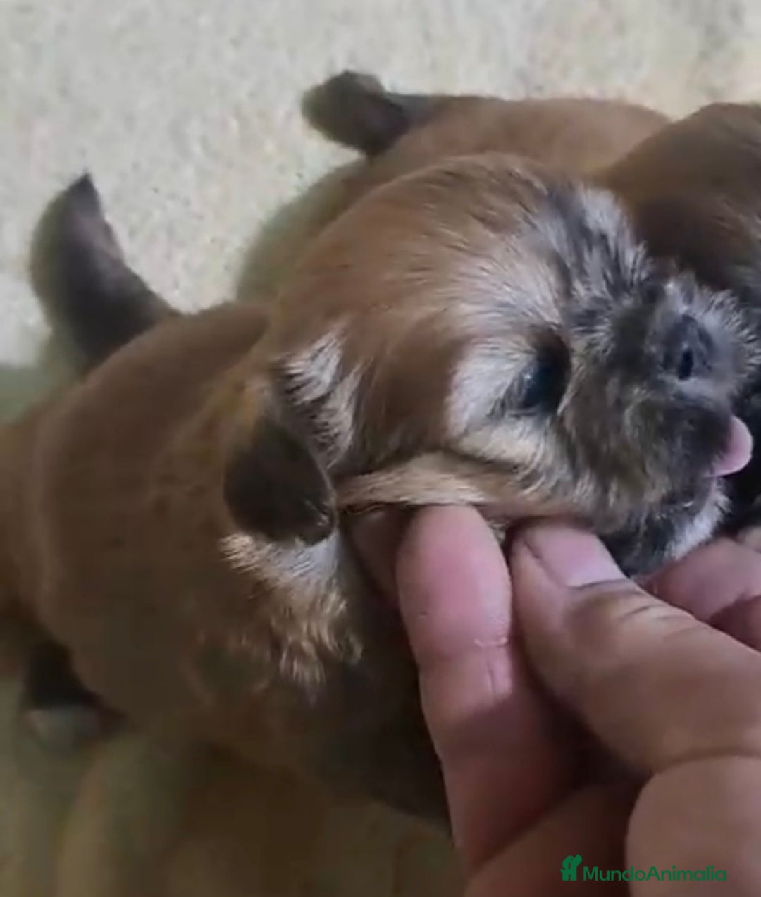 Shih Tzu perros en venta: Shih Tzu cachorros  - Anuncio 3