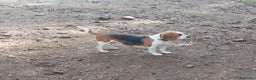 Beagle perros en venta: Beagles tricolores  - Anuncio 1