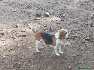 Beagle perros Beagles tricolores - Anuncio 1