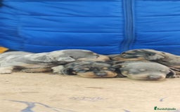 Teckel Miniatura perros en venta: Teckel miniatura  - Anuncio 2