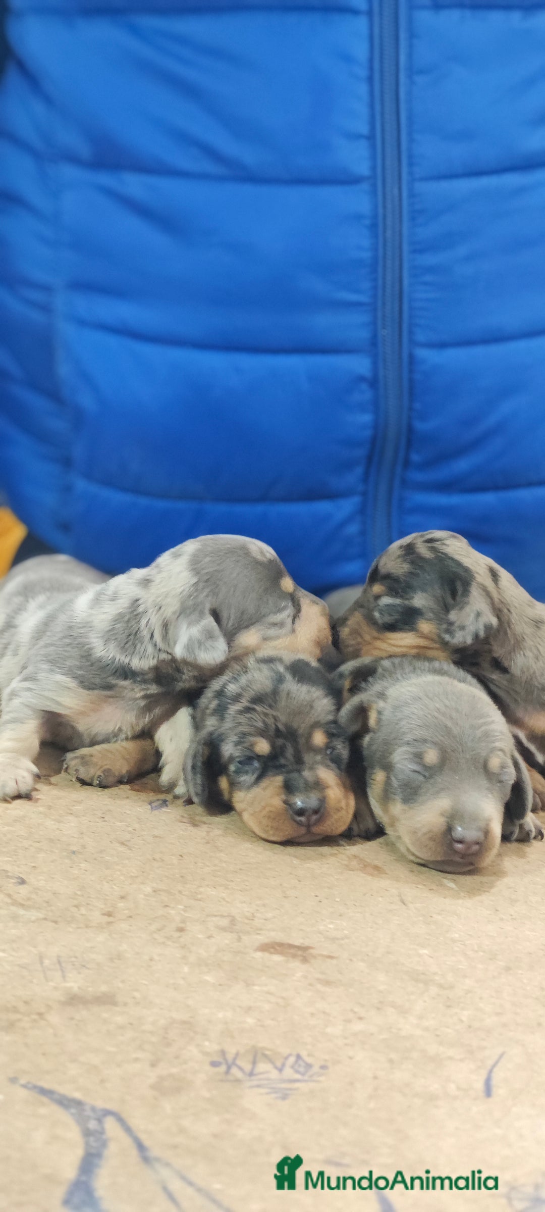 Teckel Miniatura perros en venta: Teckel miniatura  - Anuncio 2