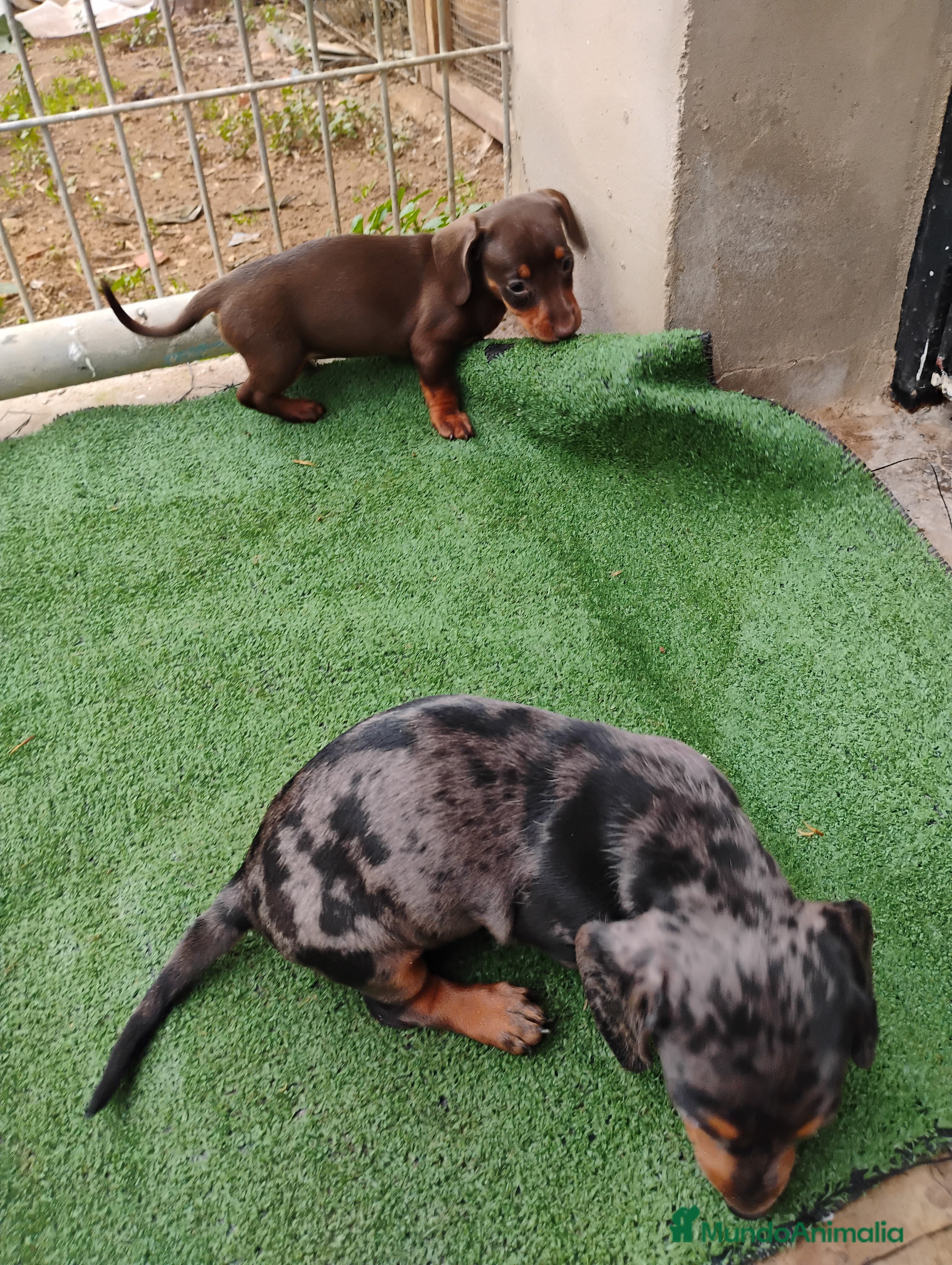 Teckel Miniatura perros Hembra teckel arlequín plata  - Anuncio 13