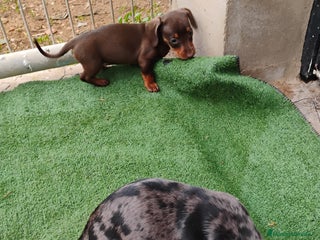 Teckel Miniatura perros Hembra teckel arlequín plata - Anuncio 4