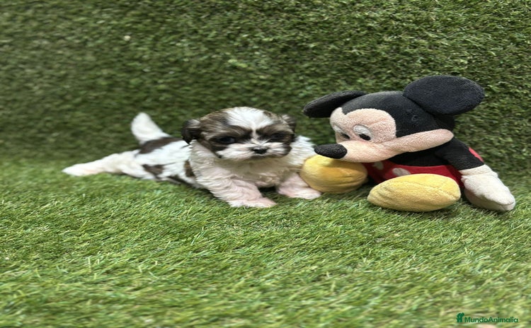 Shih Tzu perros Shih tzu  - Anuncio 3