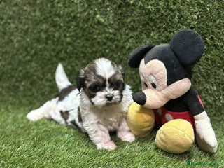 Shih Tzu perros Shih tzu - Anuncio 3