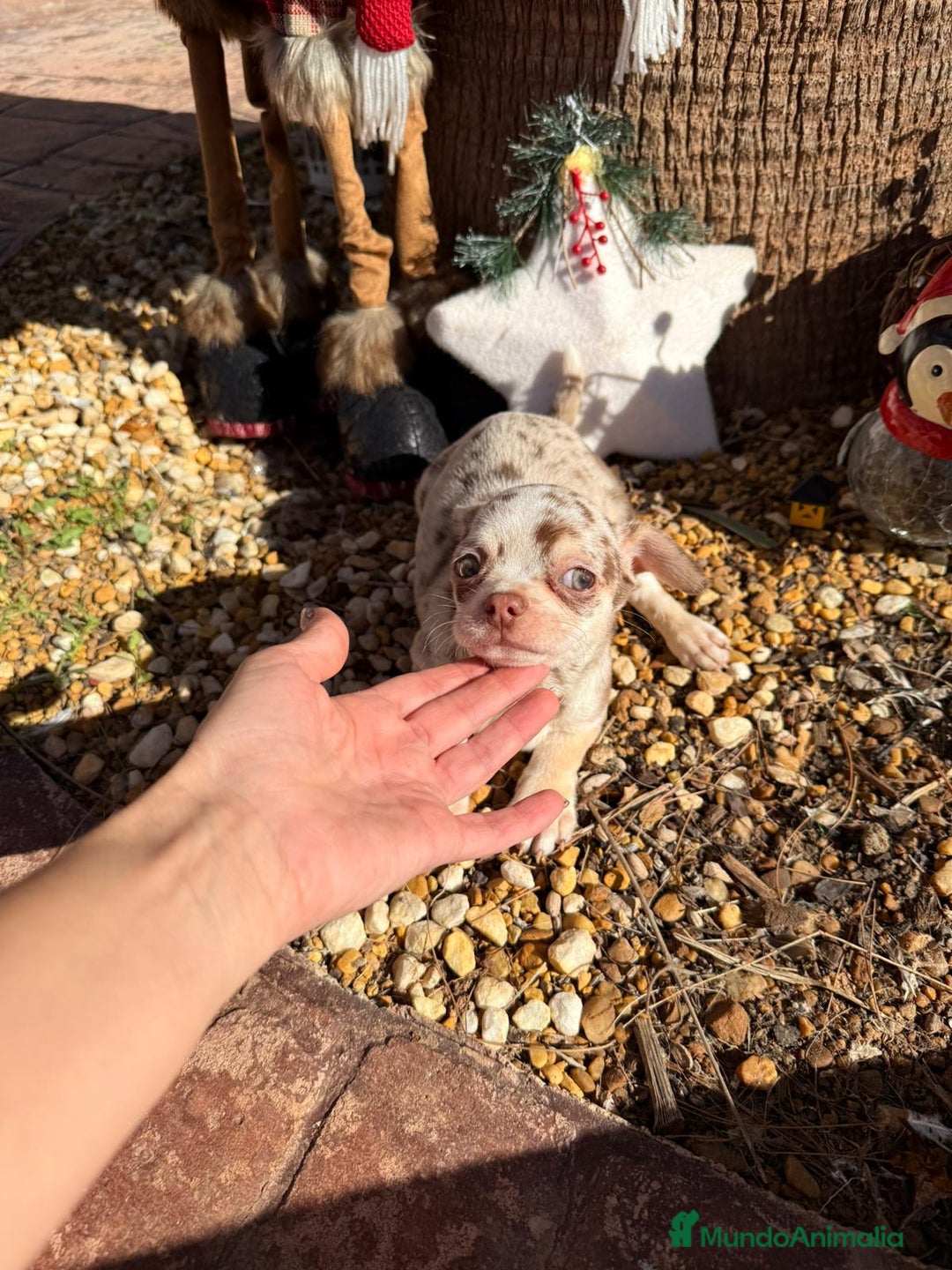 Chihuahua perros en venta: Chihuahua  - Anuncio 1