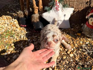 Chihuahua perros Chihuahua - Anuncio 11