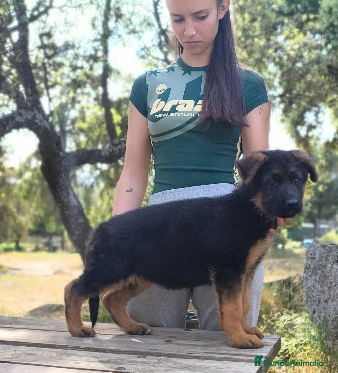 Pastor Alemán perros en venta: la mejor hembra de pastor alemán  - Anuncio 1
