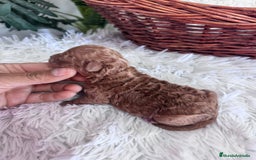 Caniche Toy perros en venta: CANICHE TOY MACHO - Imagen 1