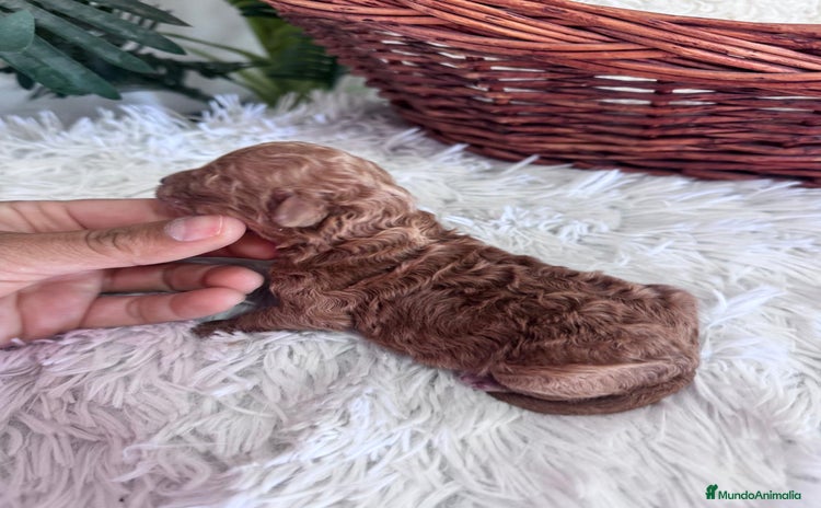 Caniche Toy perros - Anuncio 4