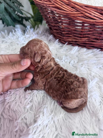 Caniche Toy perros - Anuncio 1