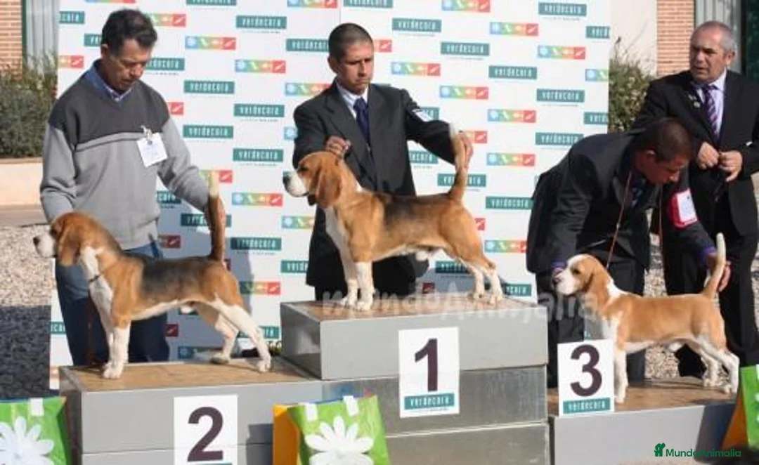 Imagen de galería {{count}}