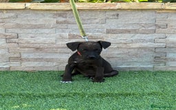 Jack Russell Terrier perros en venta: Cachorros de Patterdale terrier  - Imagen 1