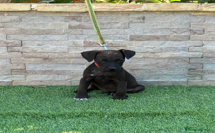 Jack Russell Terrier perros - Anuncio 1
