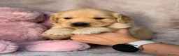 Golden Retriever perros en venta: Golden retriever hembras 🩷🐾 - Anuncio 4