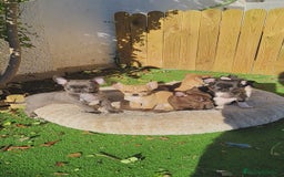 Chihuahua perros en venta: Chihuahua linia rusa - Anuncio 2