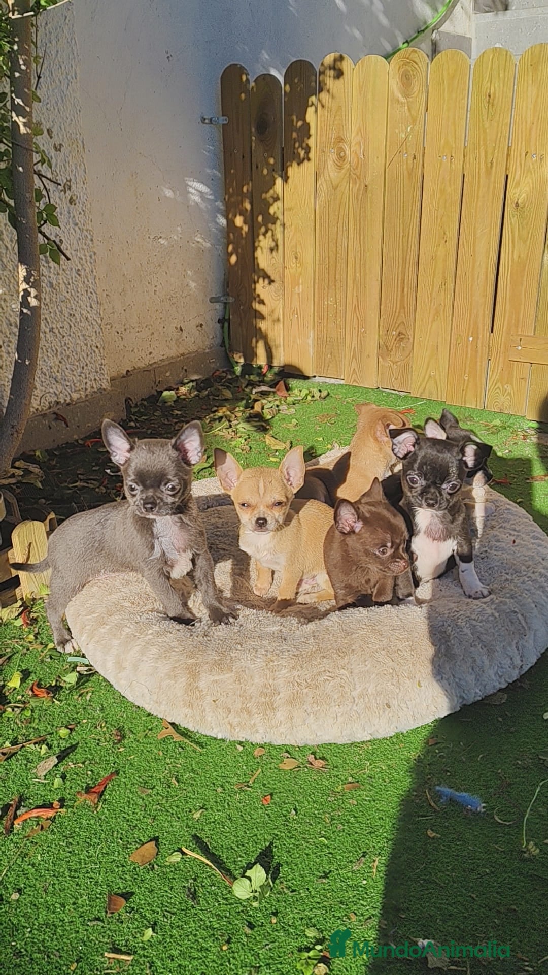 Chihuahua perros en venta: Chihuahua linia rusa - Anuncio 2