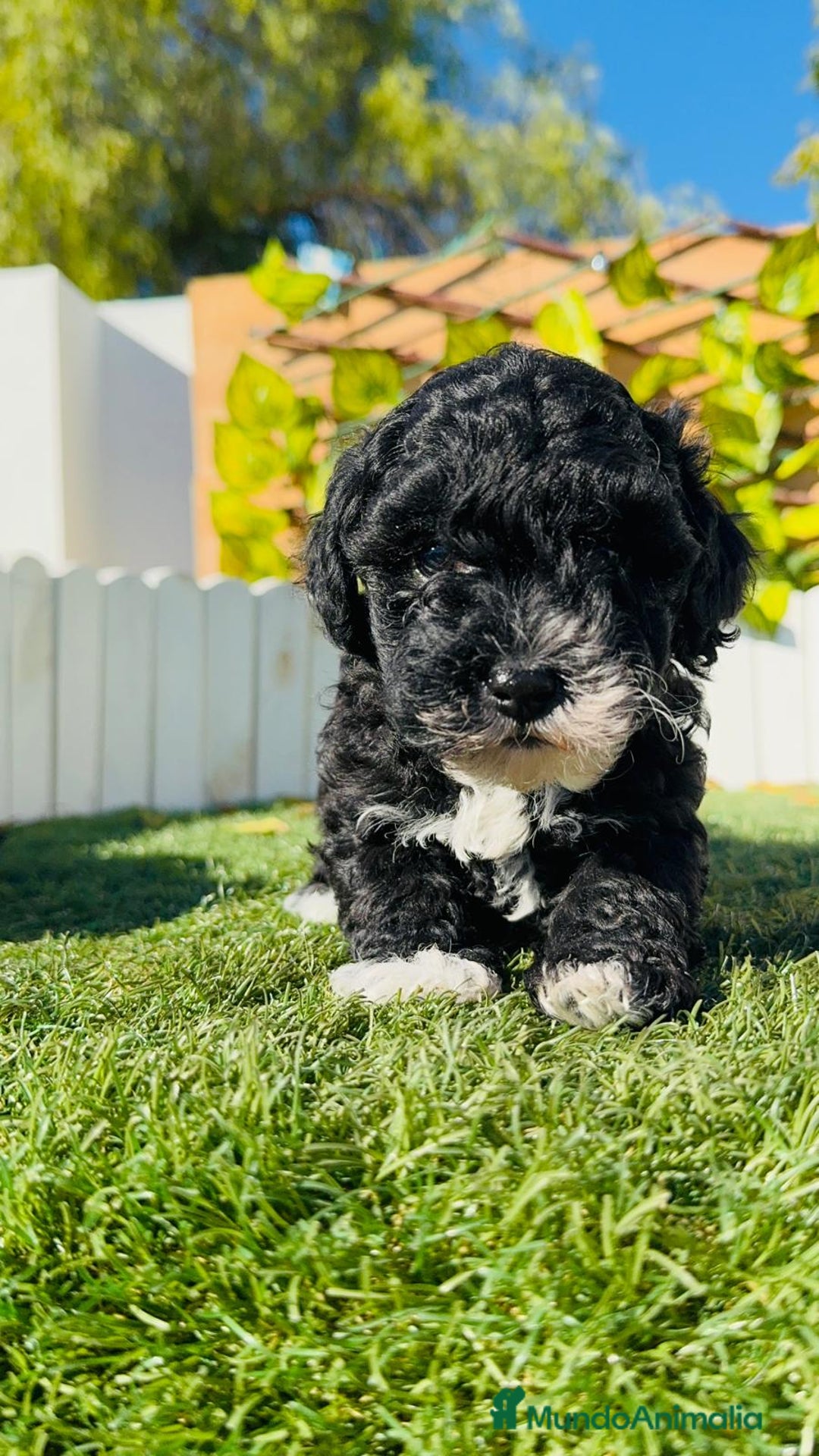 Caniche Toy perros en venta: CANICHE TOY HEMBRA - Anuncio 2