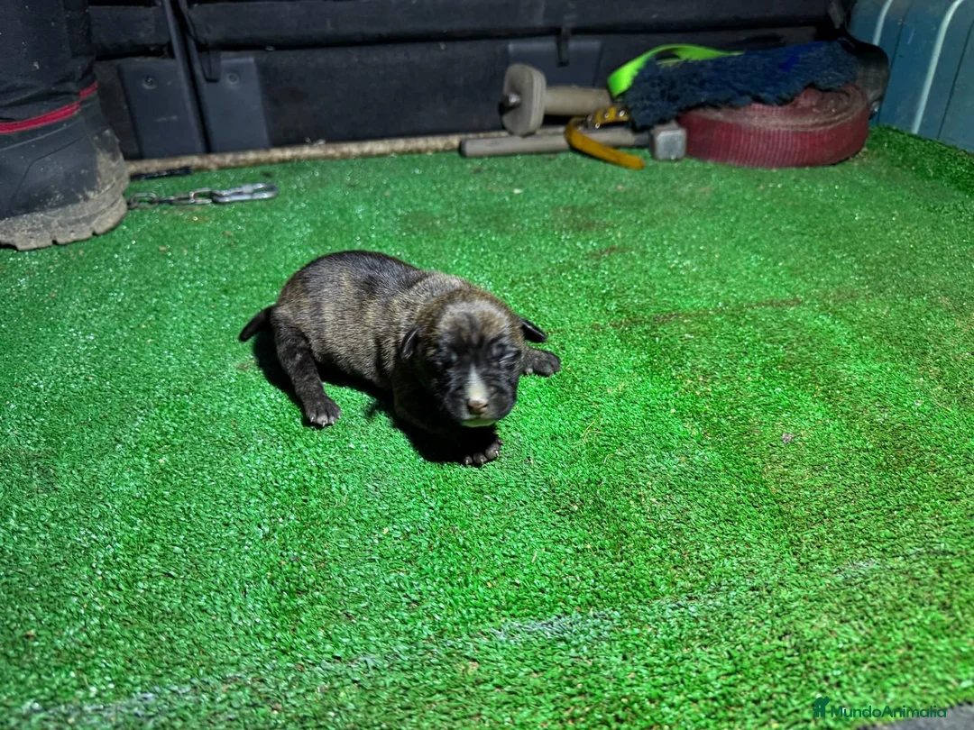 American Staffordshire-Terrier perros en venta: hembra Staffordshire terrier - Anuncio 3