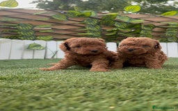 Caniche Toy perros en venta: CANICHE TOY - Imagen 17