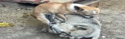Chihuahua perros en venta: Cachorros de Chihuahuas en Caraby - Anuncio 11