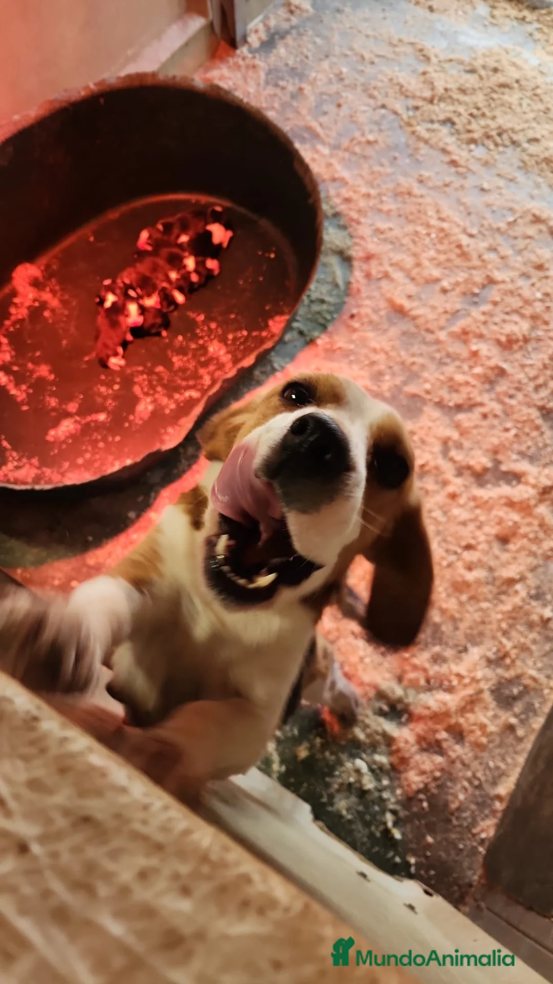 Beagle perros en venta: Beagle tricolor en Barcelona - Anuncio 5