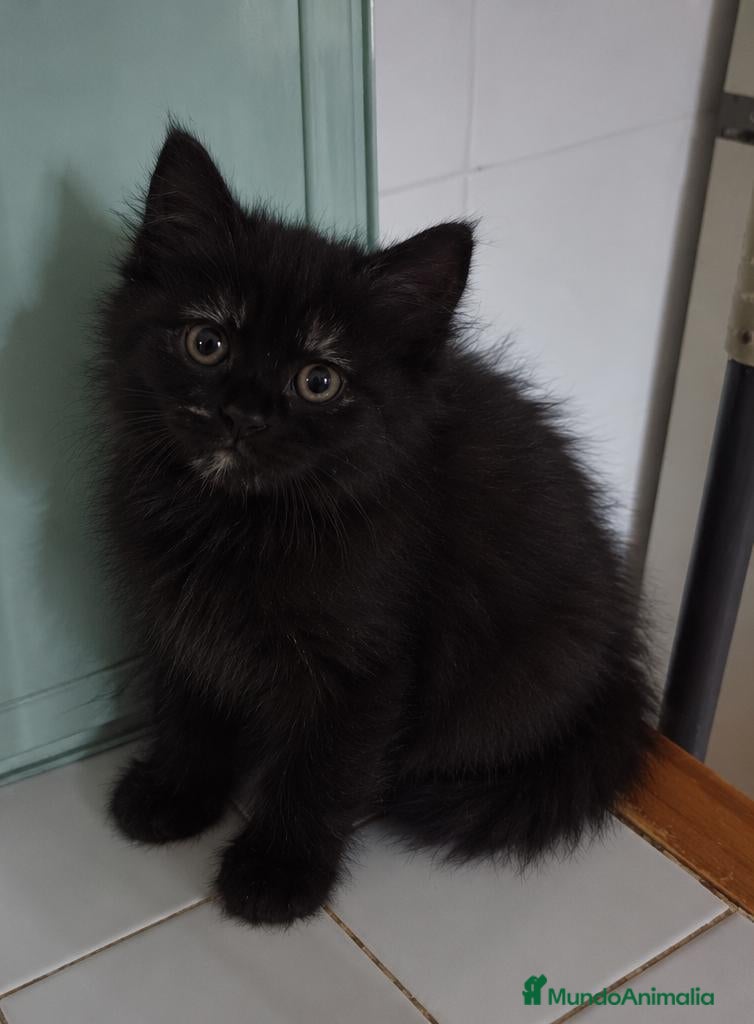 Persa gatos en venta: Gatos persas  - Anuncio 19