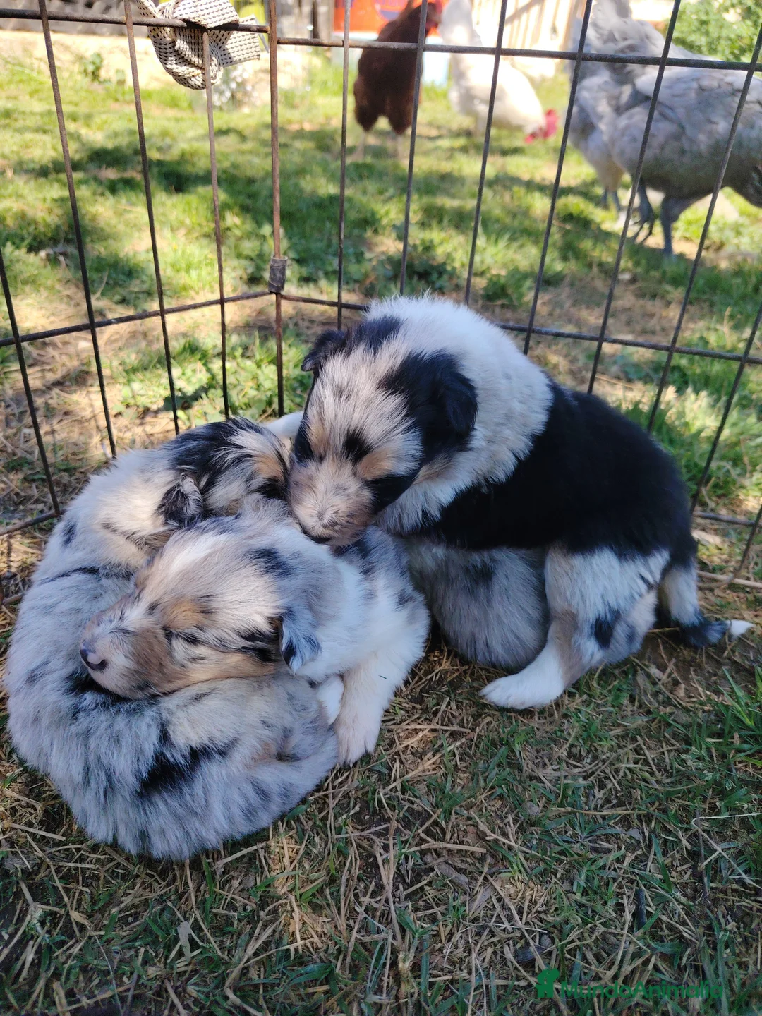 Collie de Pelo Largo perros en venta: Cachorros rough collie - Anuncio 2