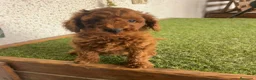 Caniche Toy perros en venta: Caniches en Caraby Benidorm  - Anuncio 8