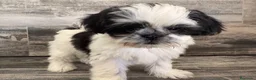 Shih Tzu perros en venta: Shih Tzu  - Anuncio 6