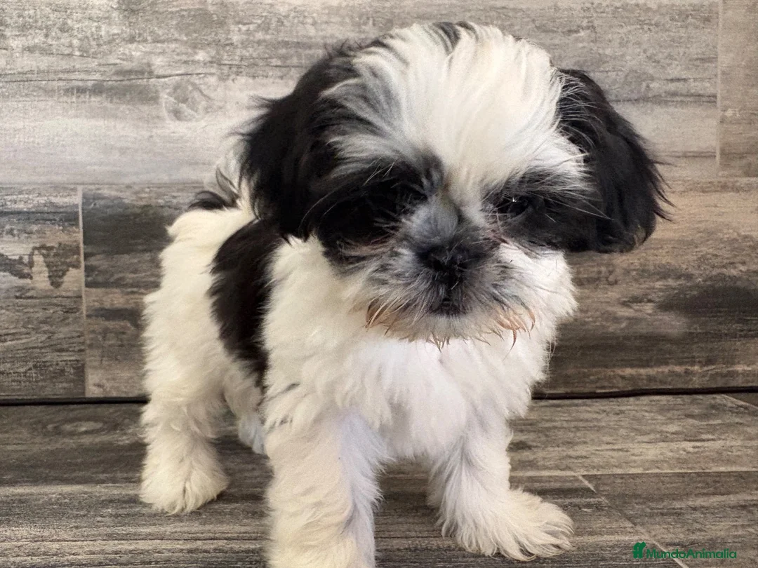 Shih Tzu perros en venta: Shih Tzu  - Anuncio 6