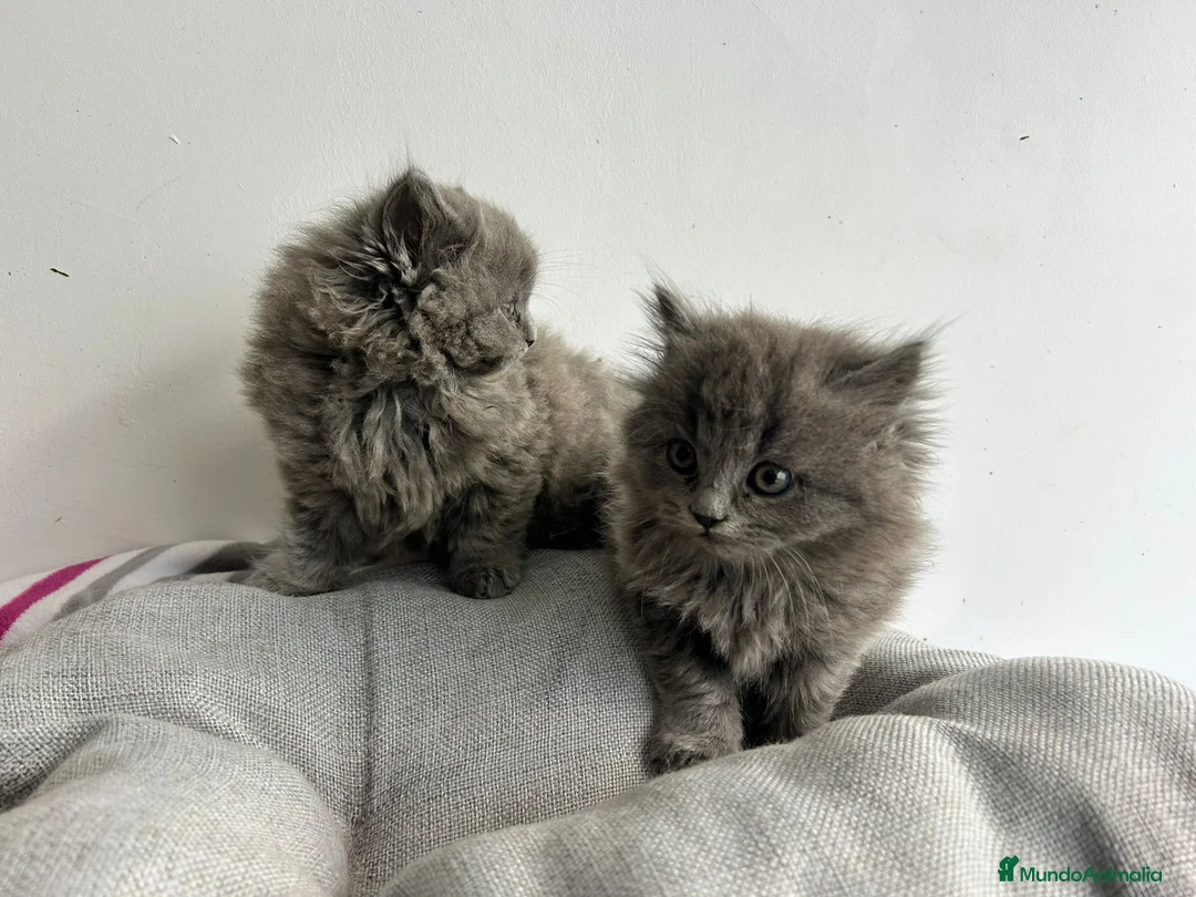 Británico de Pelo Largo gatos en venta: British pelo largo  - Anuncio 4