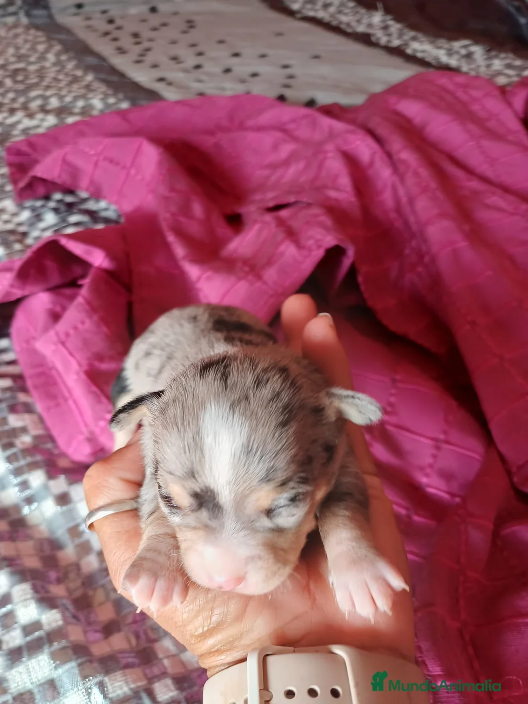 Chihuahua perros en venta: Hembra Chihuahua merle🩷🐾🐶 - Anuncio 5
