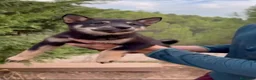 Shiba Inu perros en venta: Cachorros de Shiba Inu en Barcelona - Anuncio 2