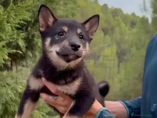 Shiba Inu perros en venta: Cachorros de Shiba Inu - Anuncio 1