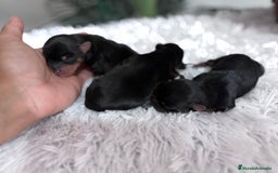Yorkshire Terrier perros en venta: YORKSHIRE TERRIER - Imagen 1