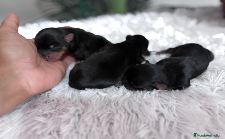 Yorkshire Terrier perros - Anuncio 1