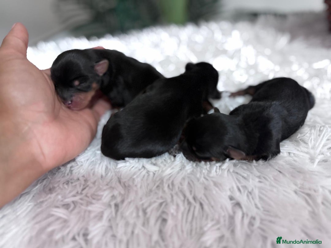 Yorkshire Terrier perros en venta: YORKSHIRE TERRIER - Imagen 1