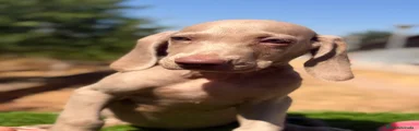 Weimaraner 1