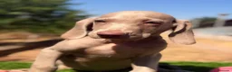 Weimaraner perros en venta: Braco de Weimar  - Anuncio 4