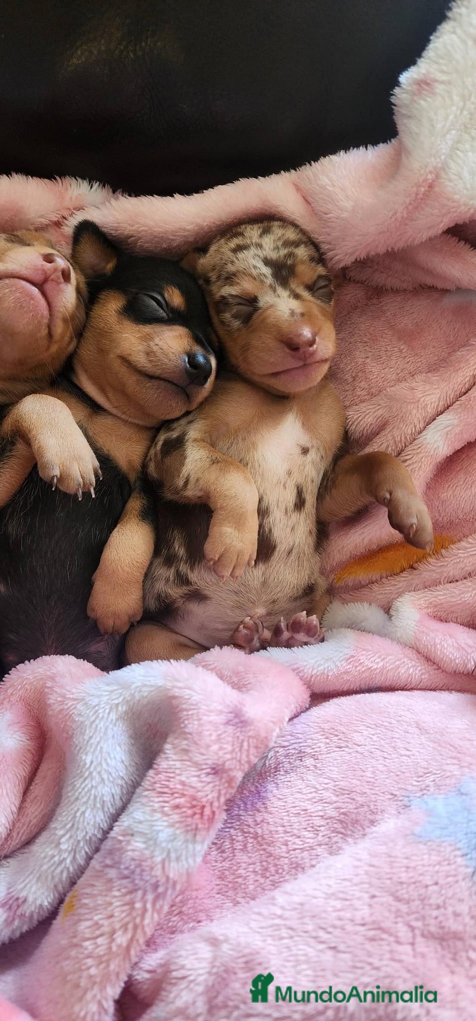 Pinscher Miniatura perros mini Pinscher  - Anuncio 2