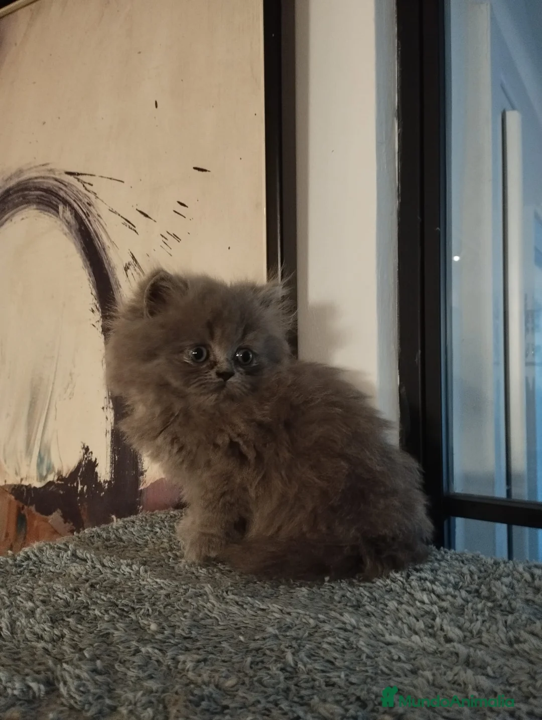 Persa gatos en venta: Macho Persa Blue - Anuncio 4