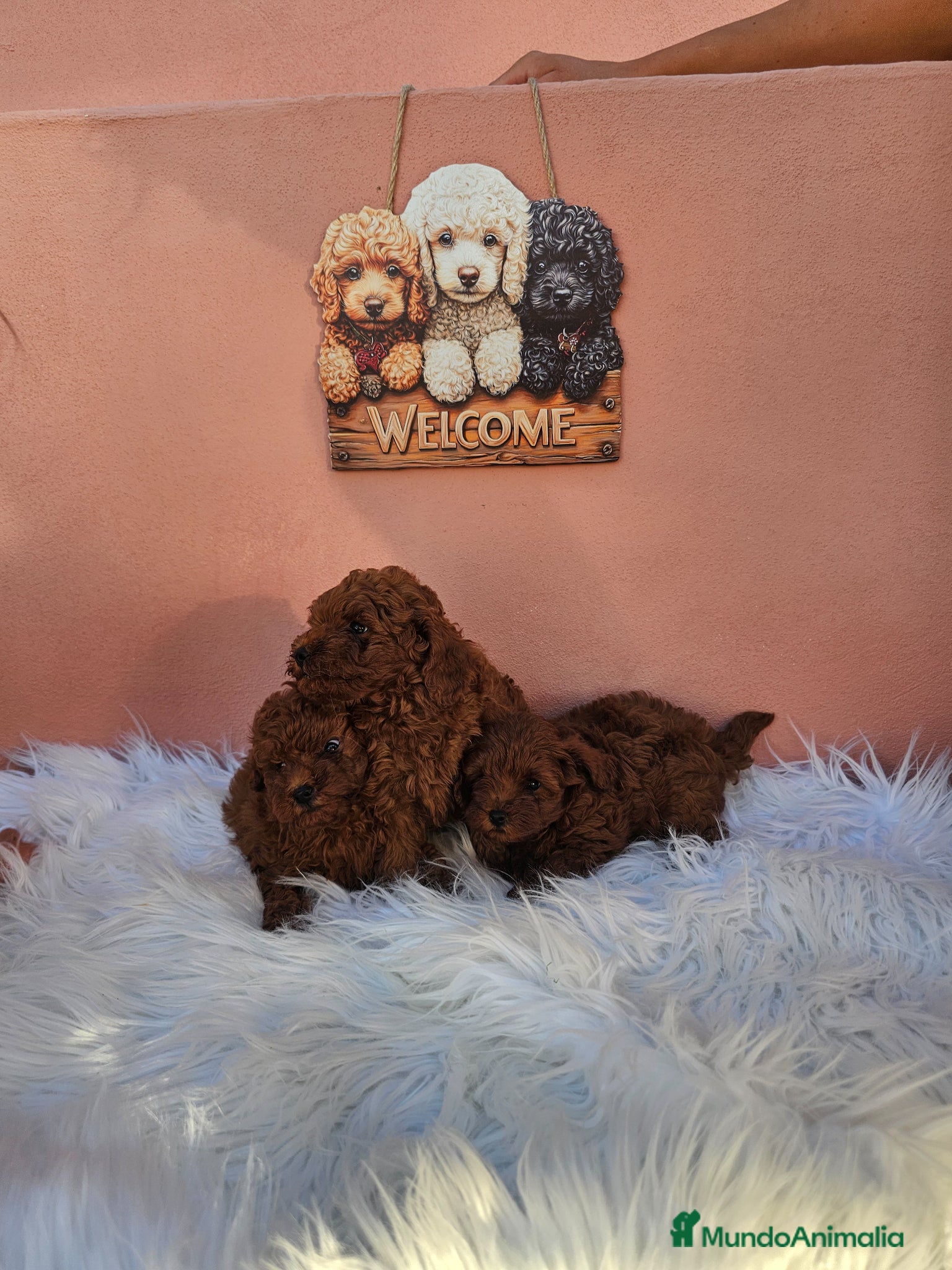 Caniche Toy perros en venta: CANICHES LINEA ASIATICA CALIDAD ALTA - Anuncio 2