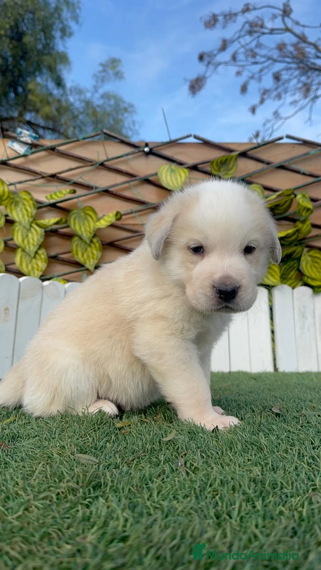 Mastín Español perros en venta: MASTIN ESPAÑOL - Anuncio 14