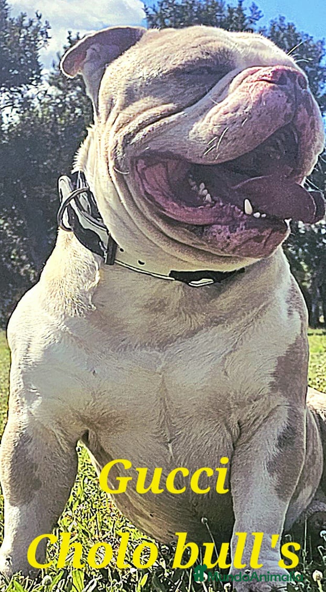 American Bully perros en venta: América bully micro exótico  - Anuncio 7